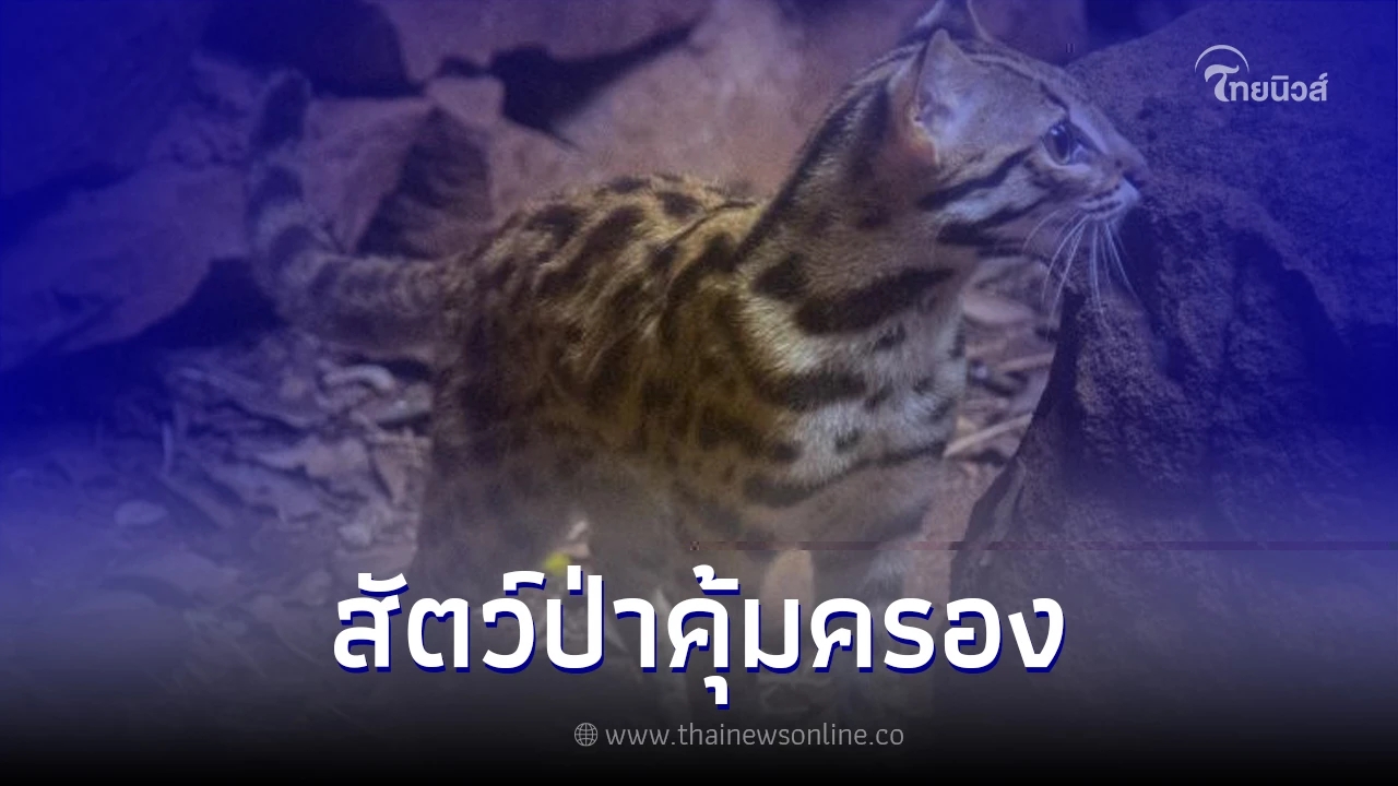 "แมวดาว" (leopard cat) สัตว์ป่าคุ้มครองในไทย